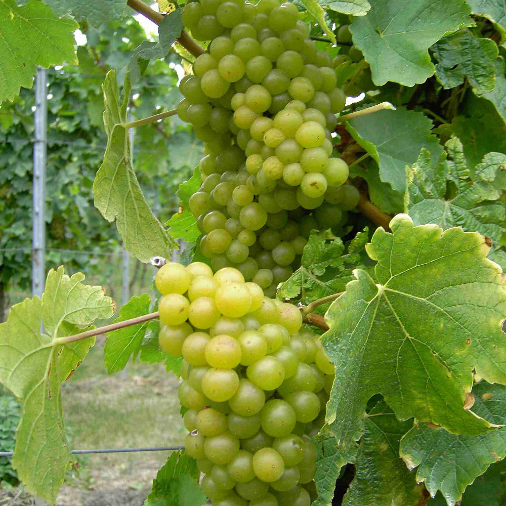 Morio Muskat Weinwissen