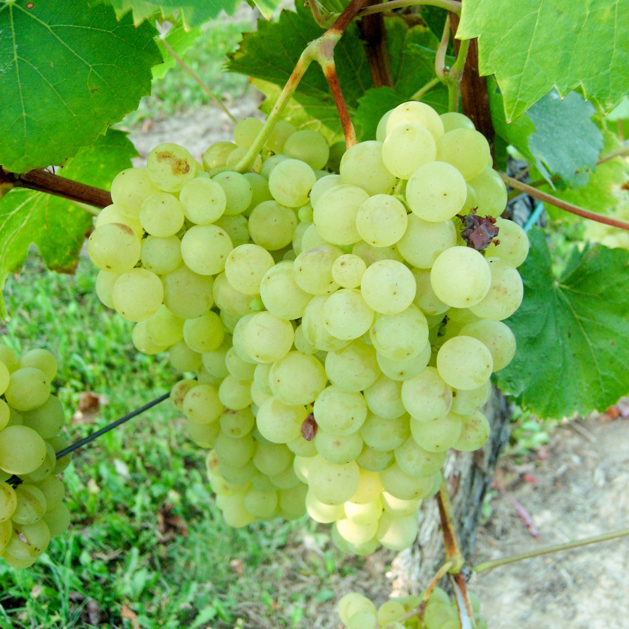 Weintraube gelb Cabernet Blanc pilzresistent PIWI