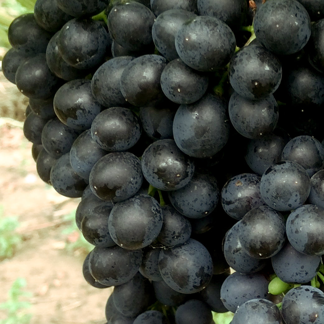 Weintraube blau Cabertin pilzresistent PIWI