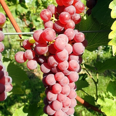 Weintraube Souvignier Gris pilzresistent PIWI