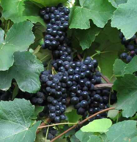 Erdbeertraube blaue Tafeltraube weinliebe.de