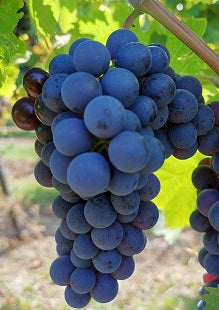 Weintraube blau Schwarzriesling