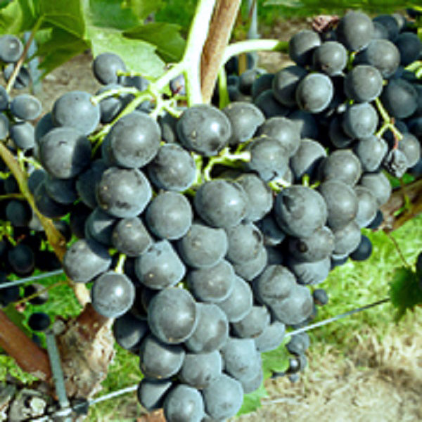Weintraube blau Cabernet Cortis pilzresistent PIWI