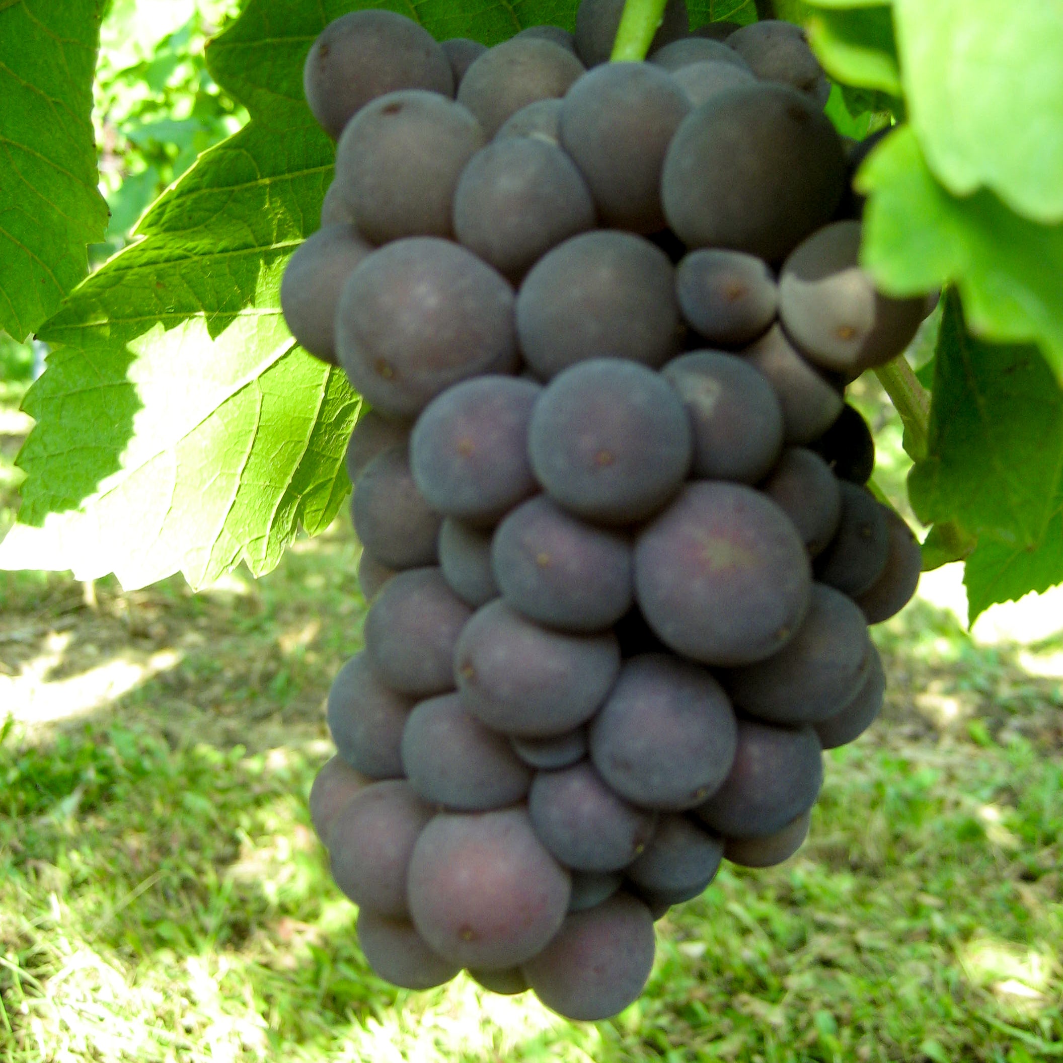 Weintraube gelb Grauburgunder