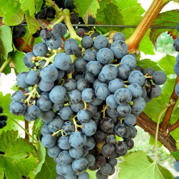 Weintraube blau Grenache Noir