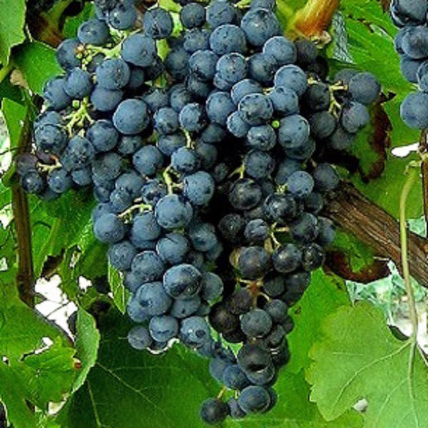 Weintraube blau Merlot