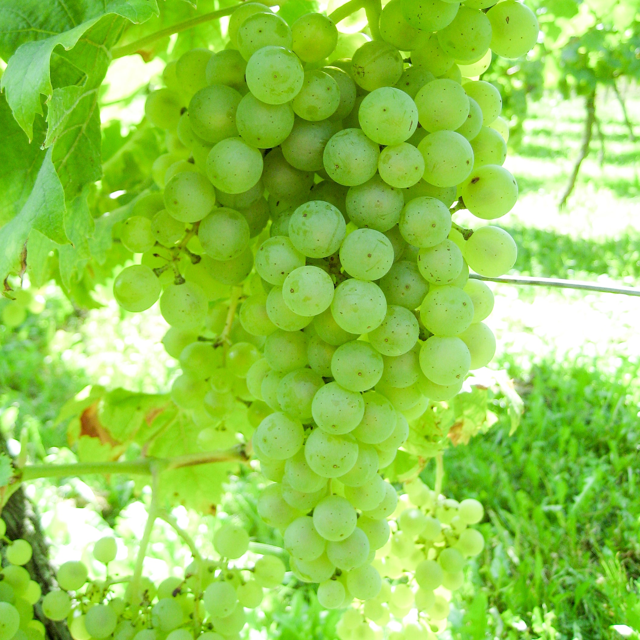 Weintraube gelb Müller Thurgau