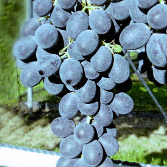 Traube blau Ontario pilzresistent