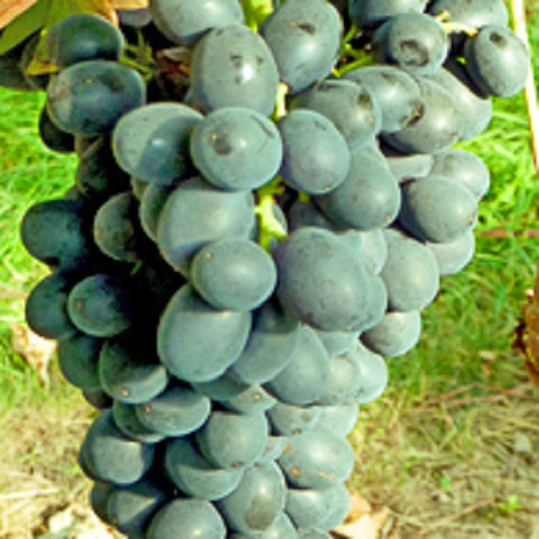 Traube blau Phantasie kernlos pilzresistent