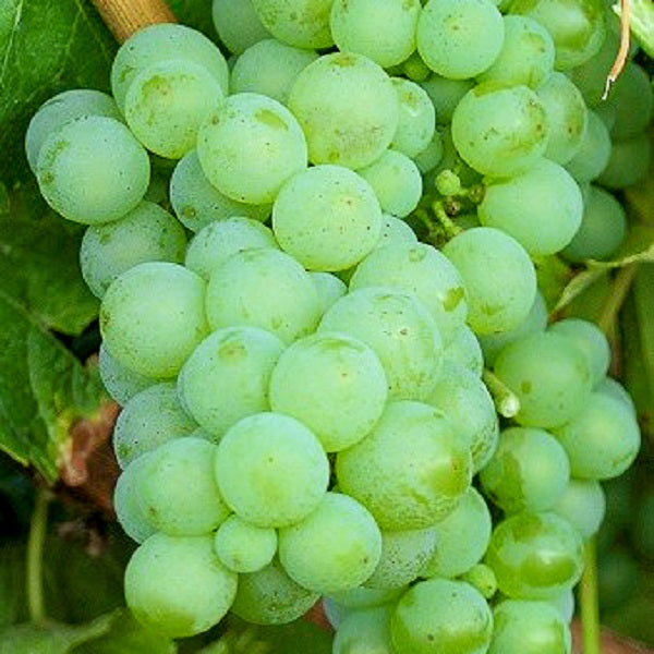 Weintraube gelb Sauvignon Blanc