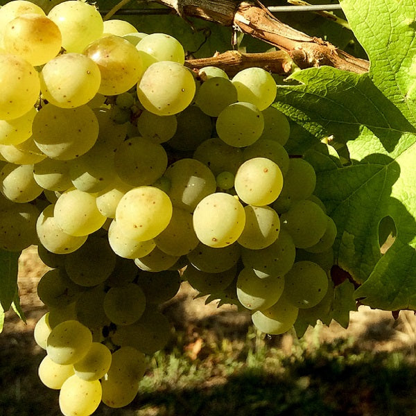 Weintraube gelb Solaris pilzresistent PIWI