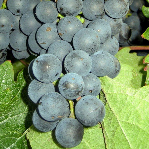 Weintraube Dornfelder Weinrebe für den Garten