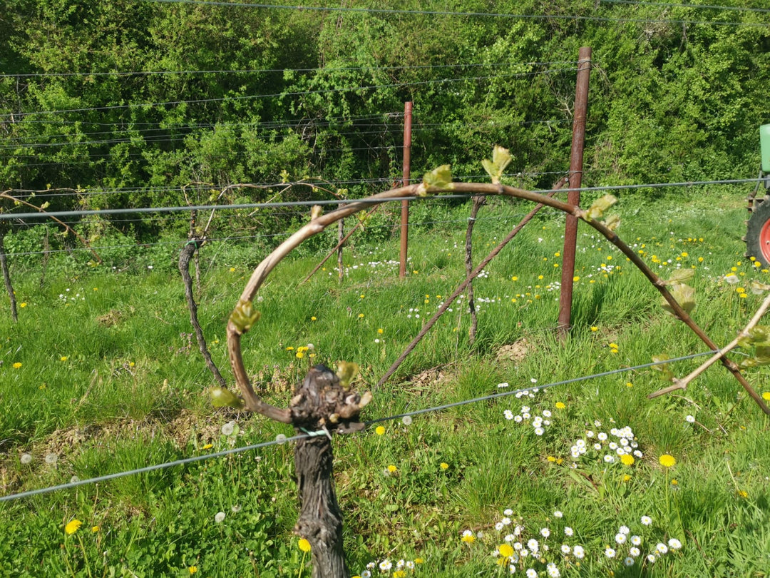 Weinreben schneiden – einfache Anleitung für Anfänger