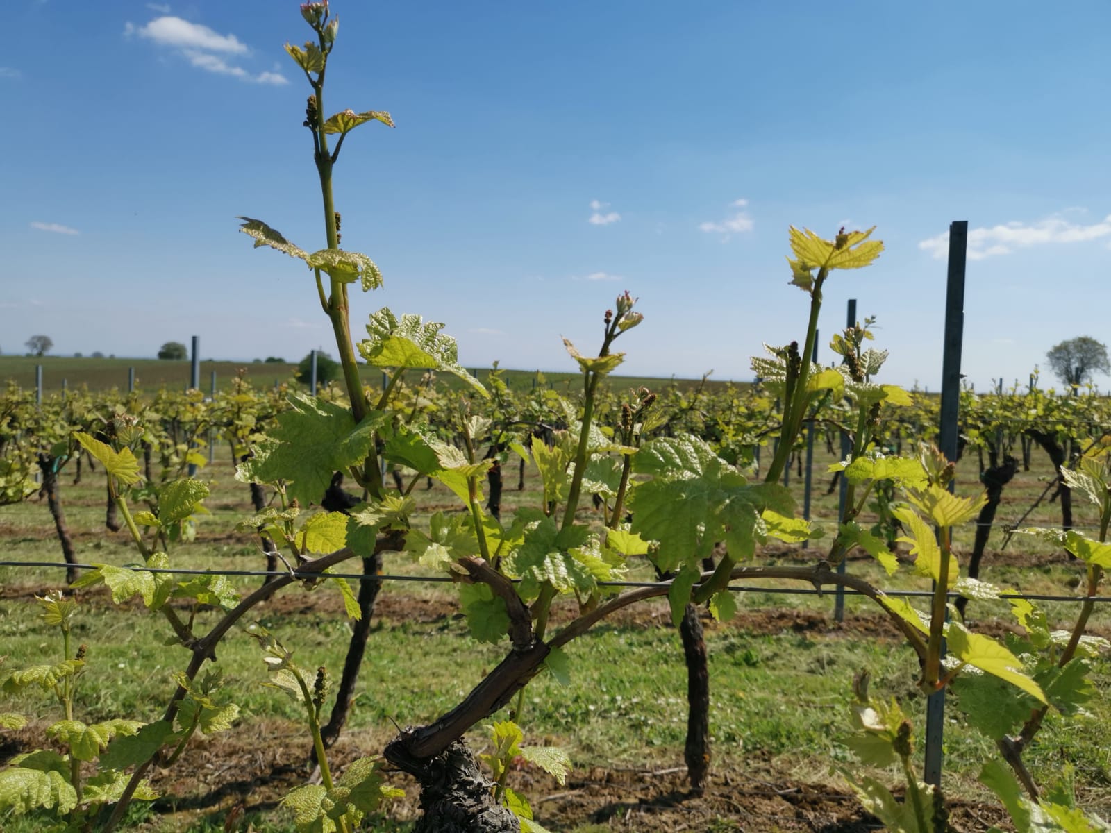 Entwicklung der Reben auf unserem Weingut