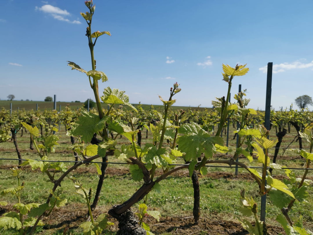 junge Weinreben im Frühling im Weinberg des Weinguts Dieter Kuntz
