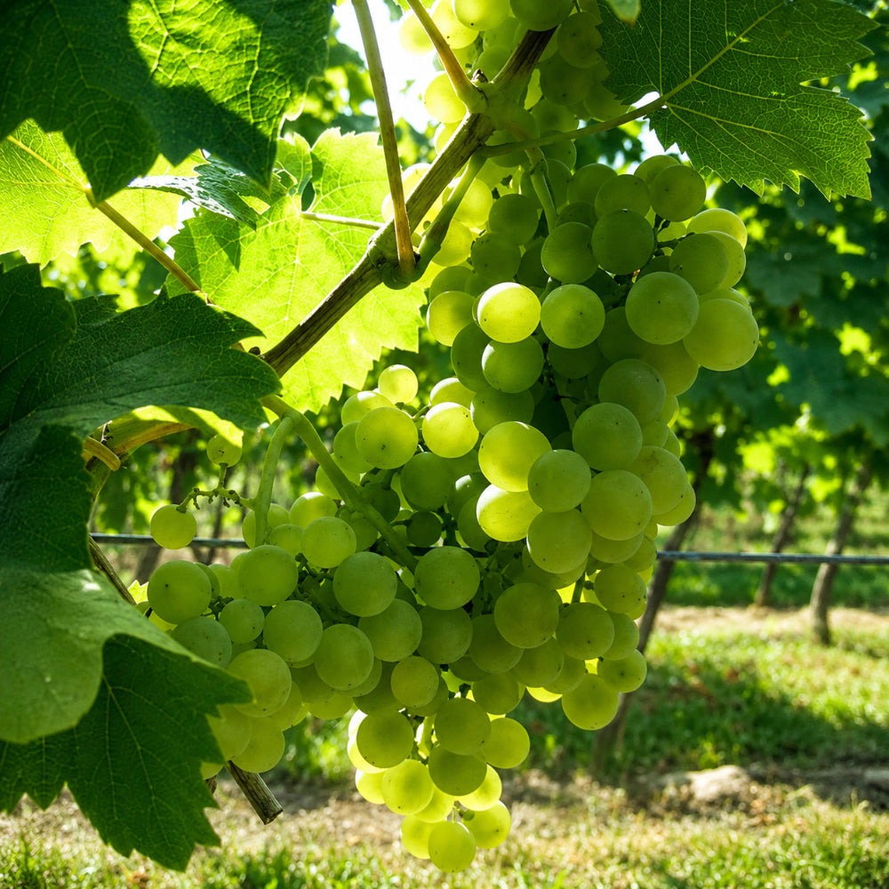 Müller Thurgau