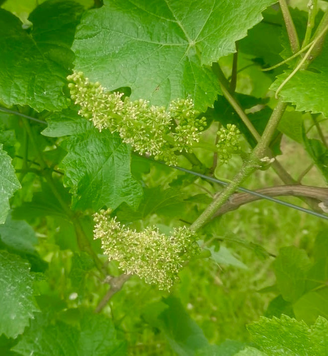 Rebenblüte im Weinberg – Blütenstände einer Weinrebe im Frühsommer