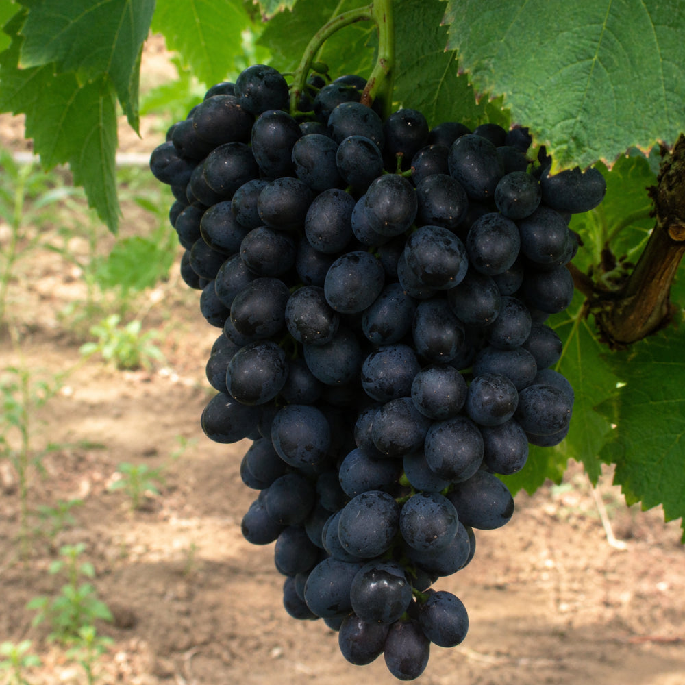 Shiraz