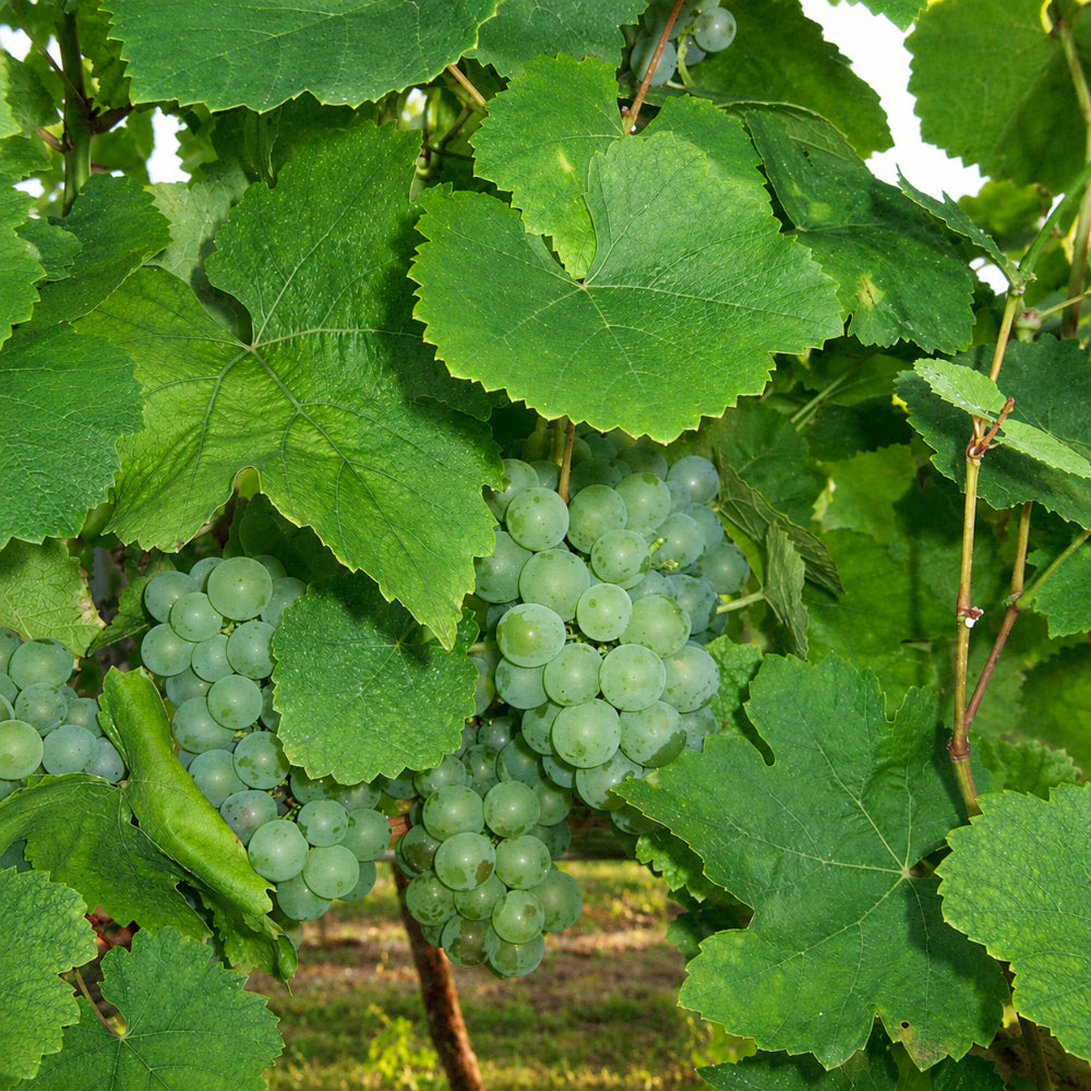 Silvaner