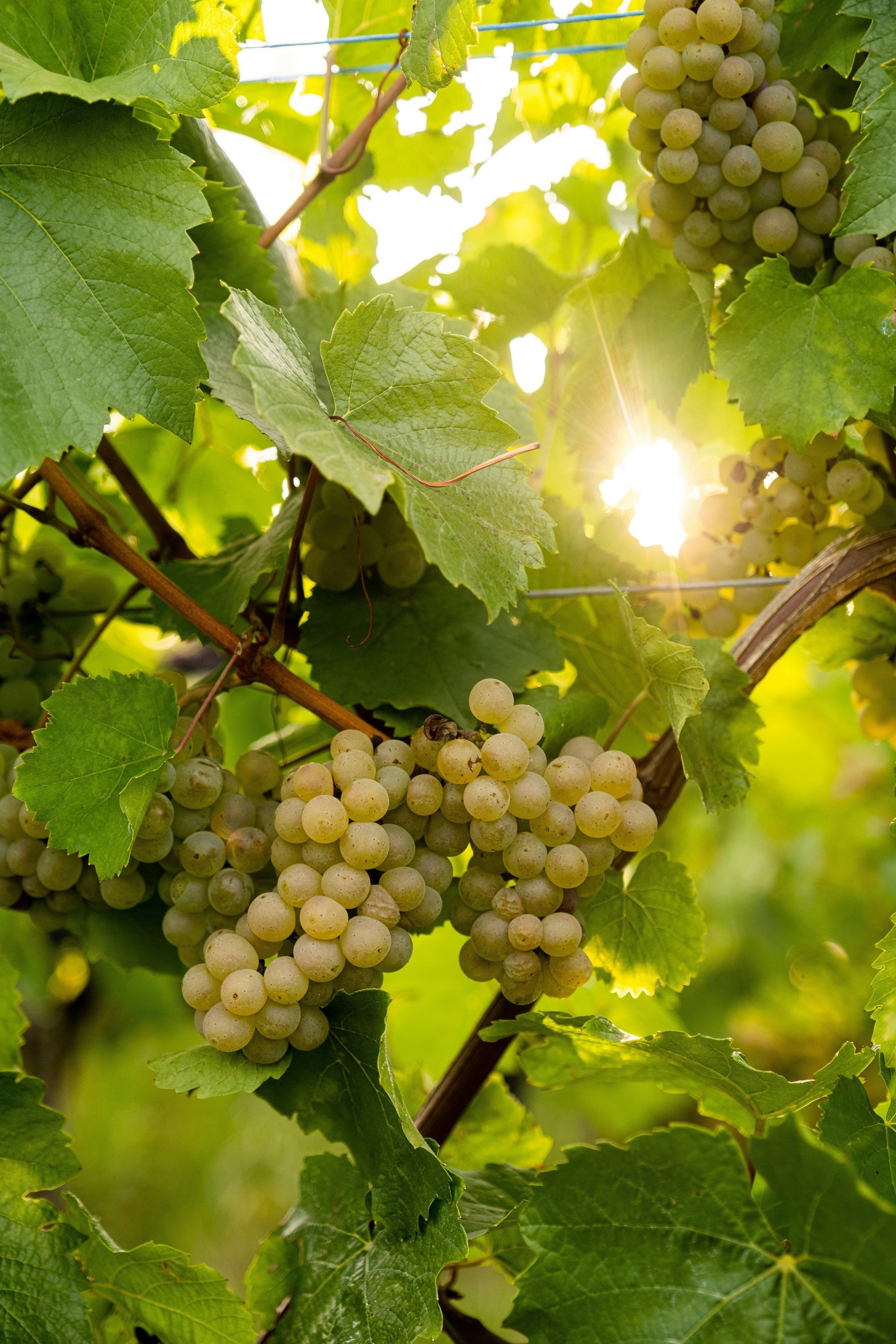 Gewürztraminer