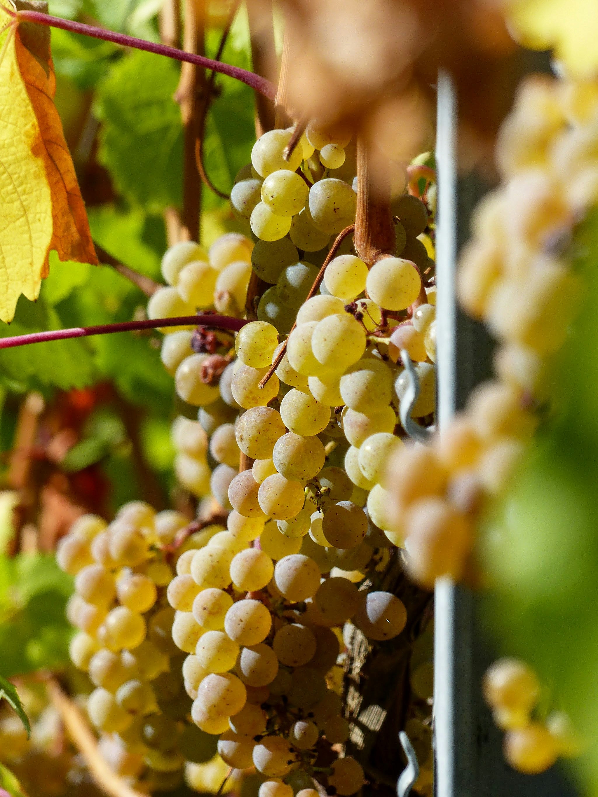 Die Entstehung traditioneller Weißwein-Rebsorten
