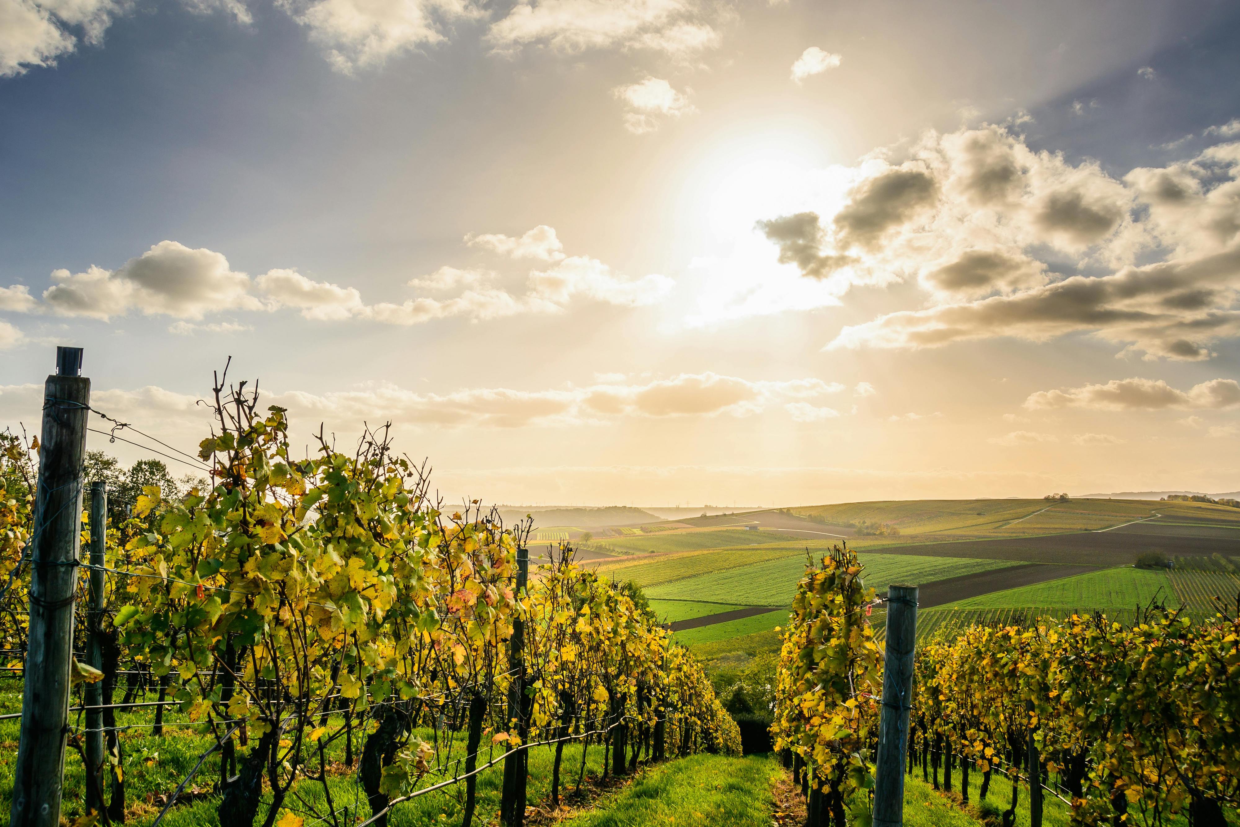 Weinanbaugebiet Pfalz