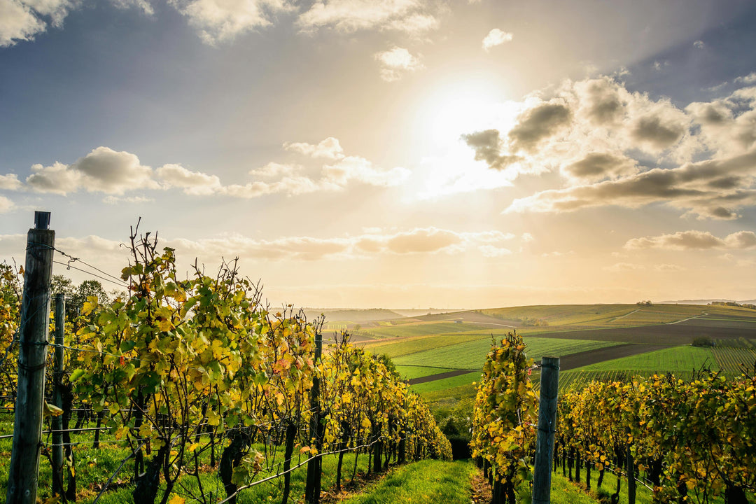 Weinanbaugebiet Pfalz: Wein aus einer Region, die vom Wein lebt