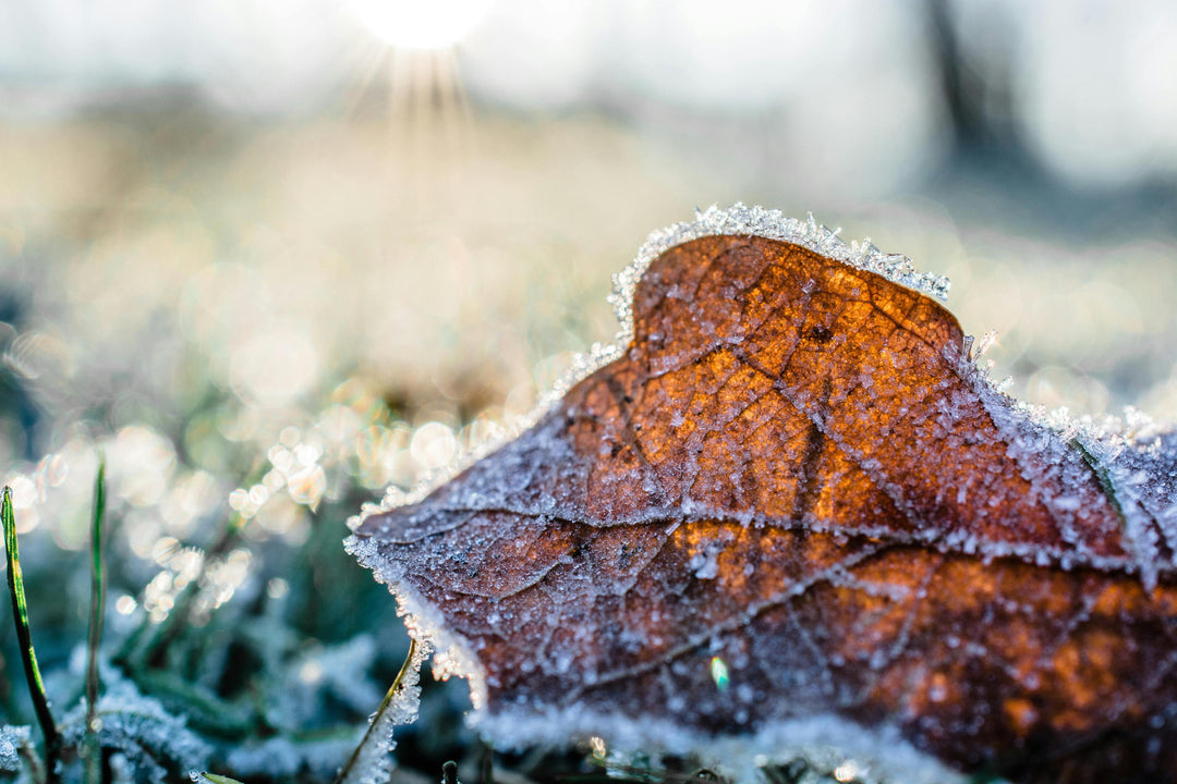 Was tun bei Frost im Frühling? - so hilfst du deinen frisch gepflanzten Reben!