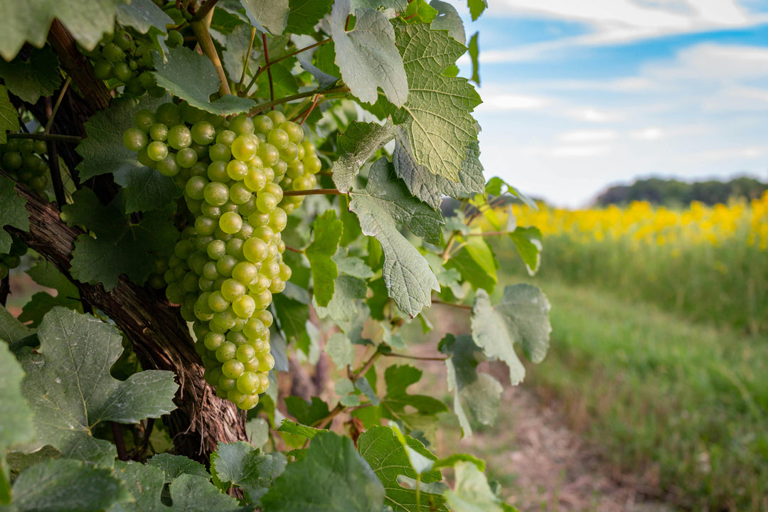 Weinrebe im Weinberg – gesunde Trauben ohne Rindenmulch