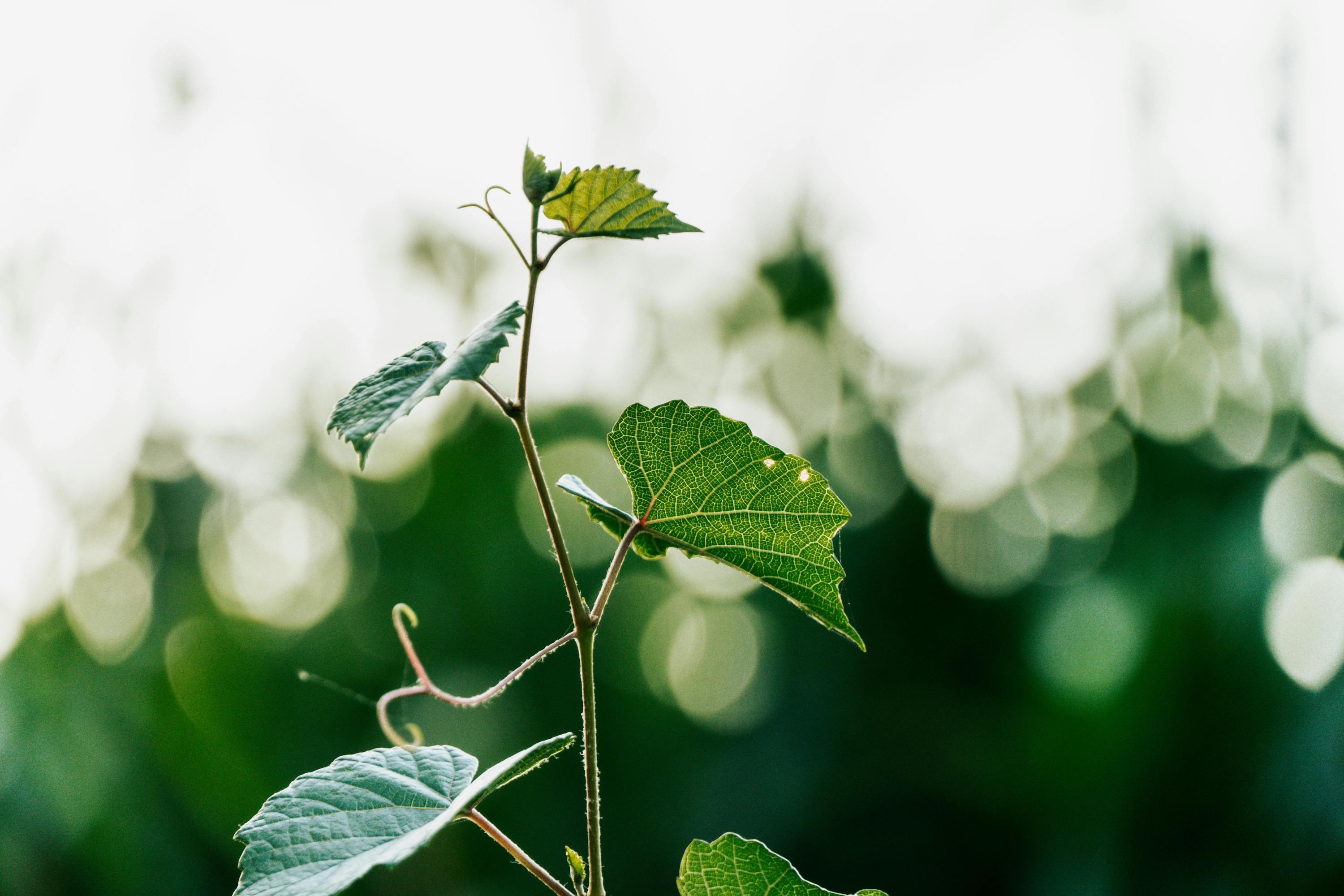 Kaufe heute schon deine Reben für das Frühjahr 2026