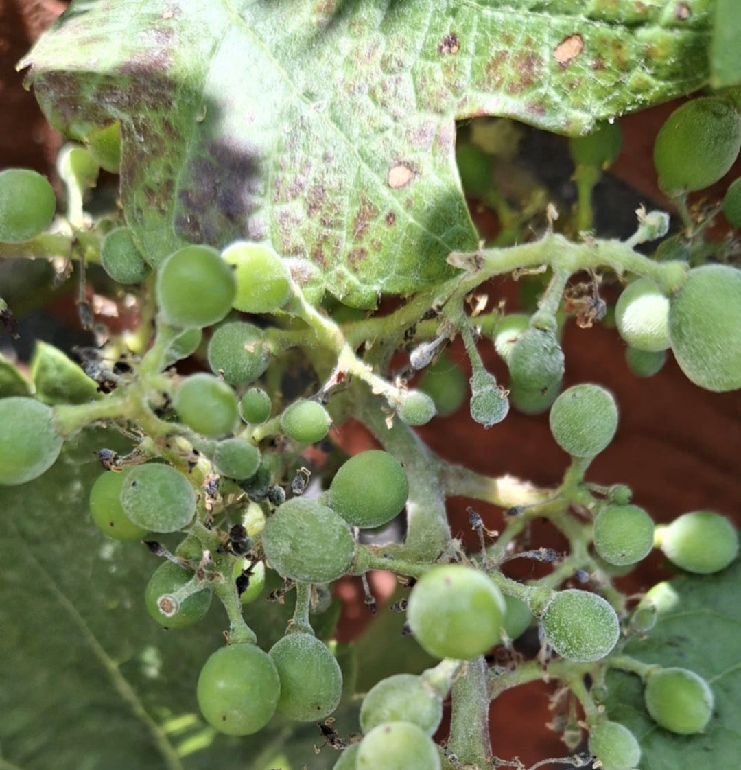 Mehltau an jungen Trauben und Blättern einer Weinrebe