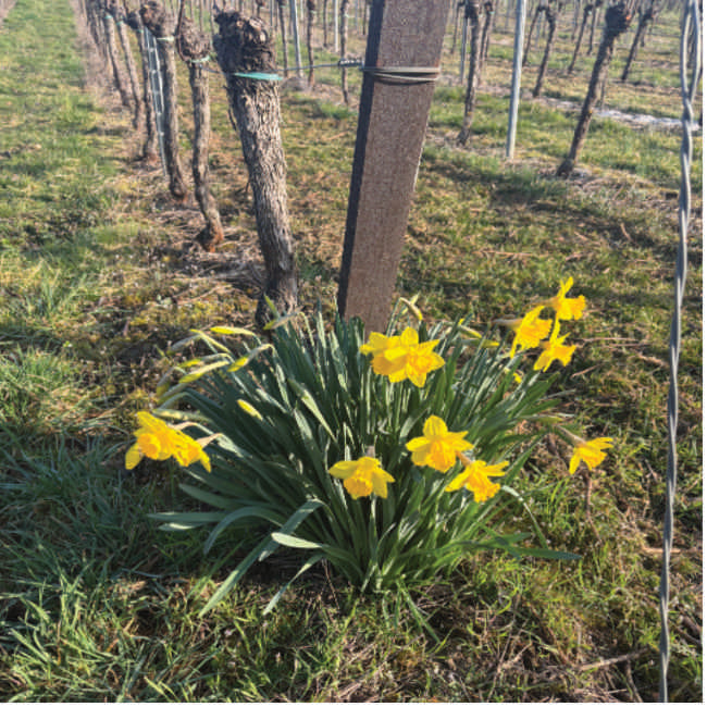 Narzissen im Frühling im Weinberg – Beginn der Pflanzzeit für Weinreben