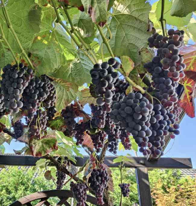 Trauben an einer Weinrebe im Garten an einer Pergola