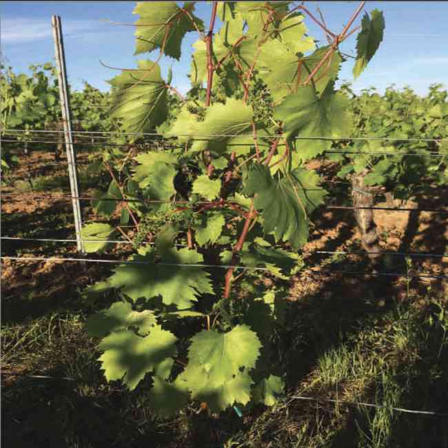 Weinrebe im Sommer mit jungen Trauben – Wachstum und Pflegephase