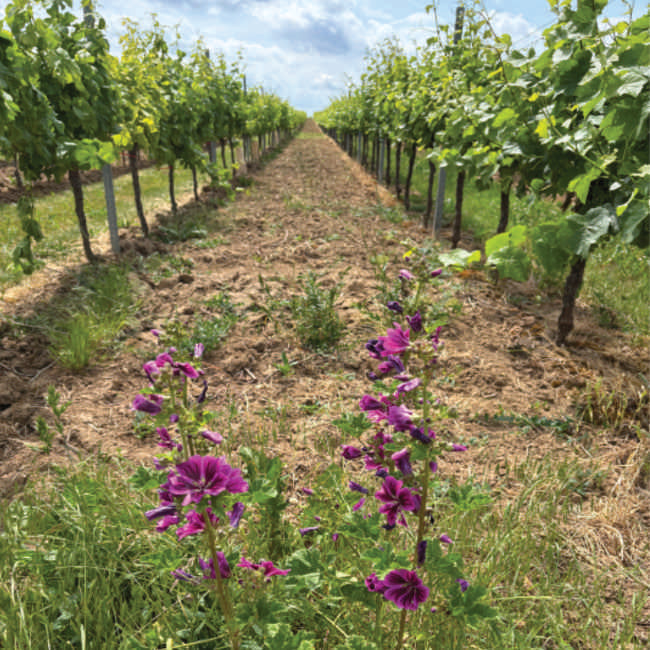 Weinreben im Weinberg – gesunde Reben aus dem Vorverkauf für Garten und Pergola