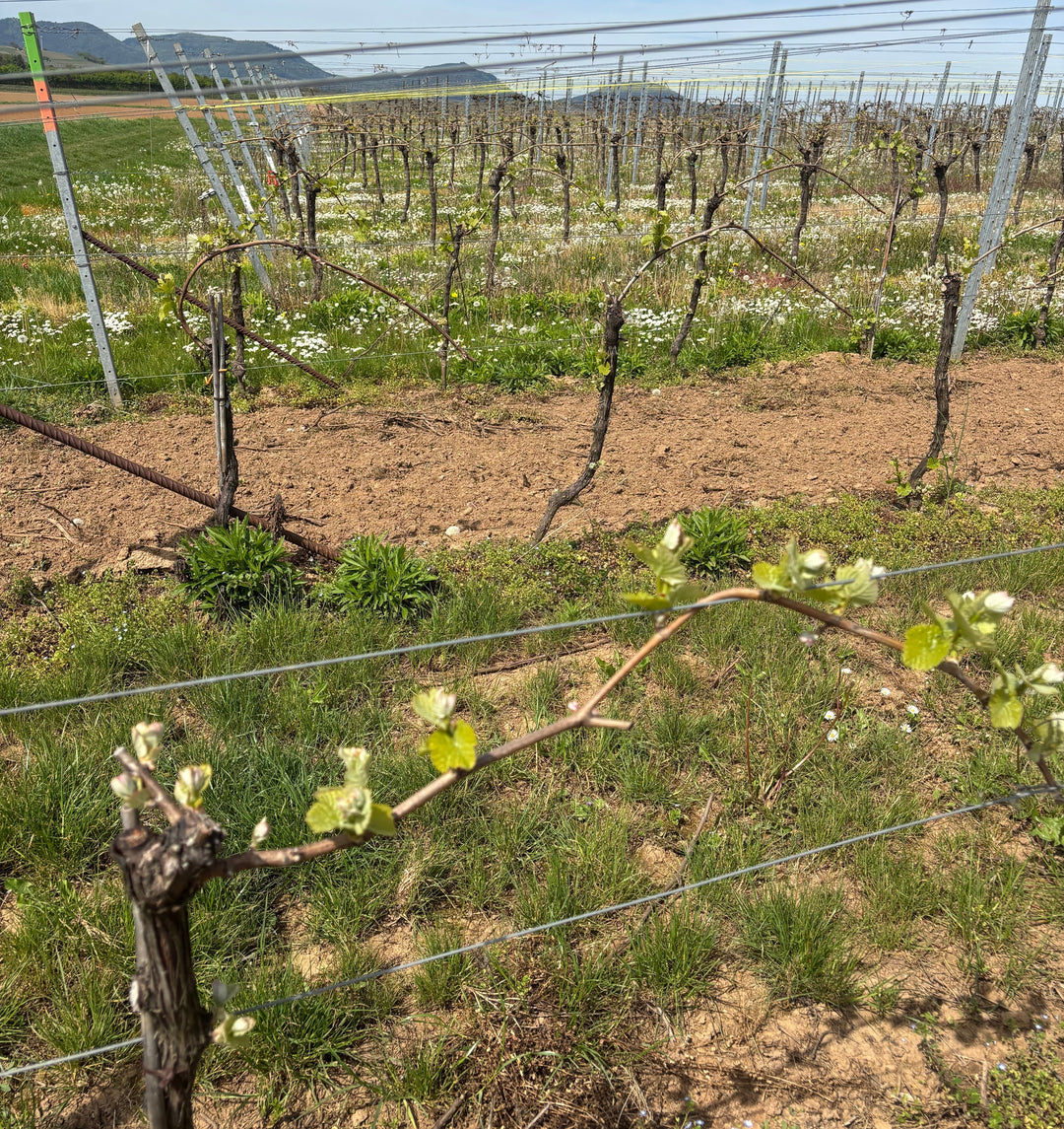 Weinreben im Frühjahr kurz nach dem Austrieb im Weinberg