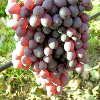 Weinreben - Kernlose Trauben