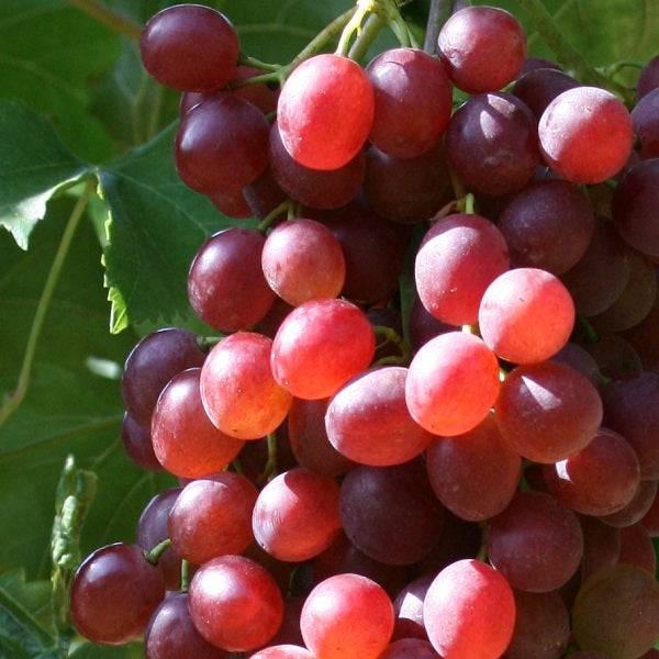 Weinreben - rosa Trauben