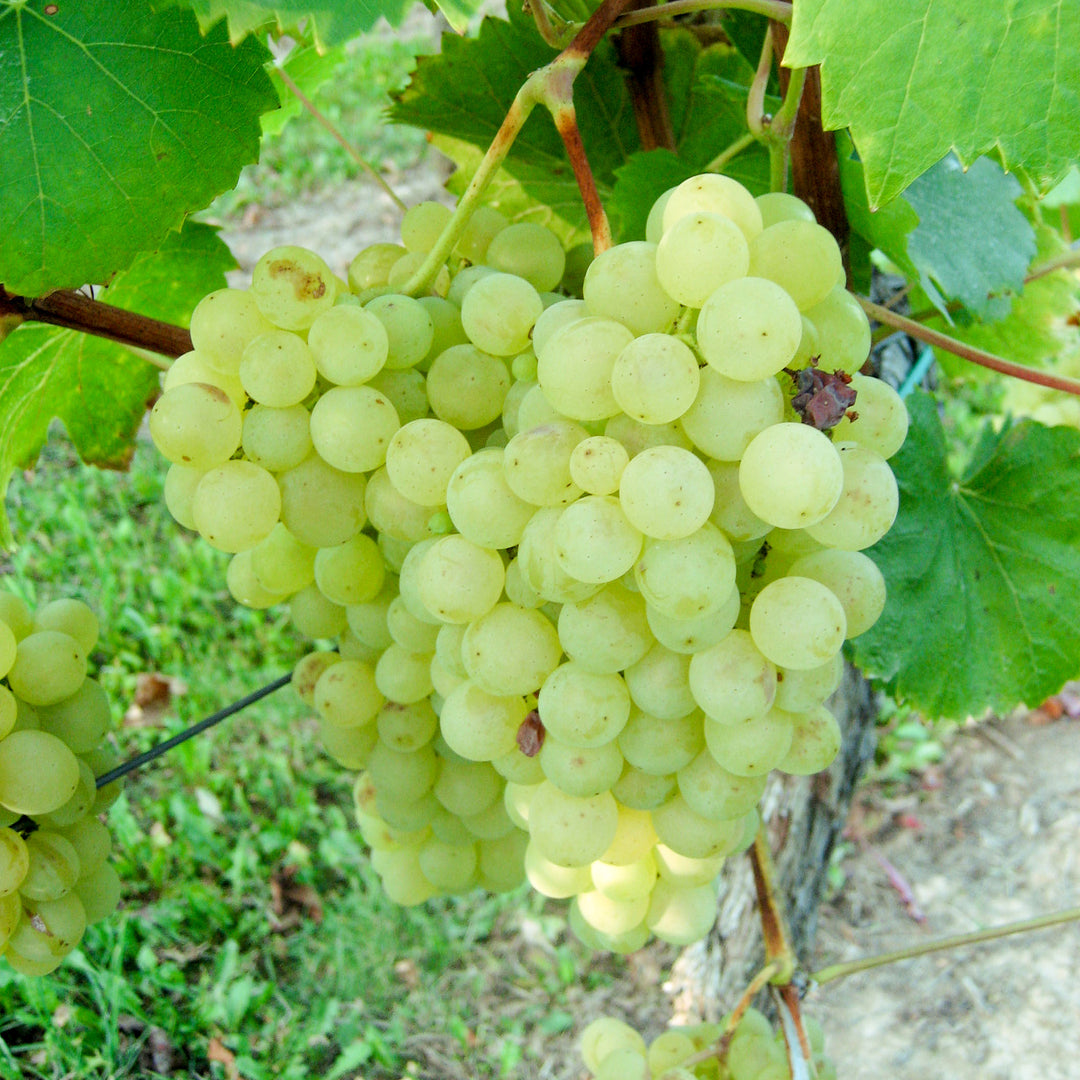 Cabernet blanc - Weinrebe PIWI fuer den Hobbywinzer