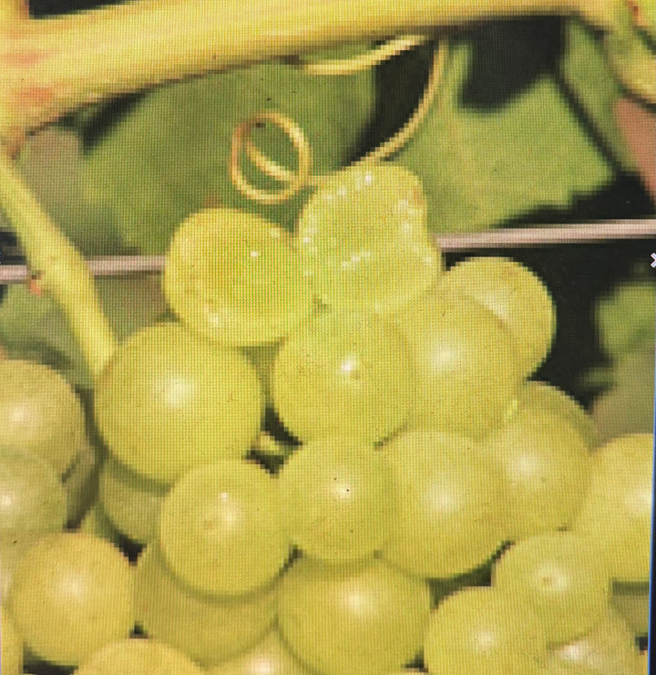 Traube gelb Lakemont kernlos – süß, winterhart, pilzresistent