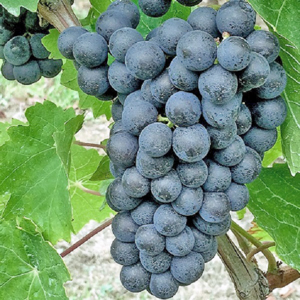 Weinrebe Portugieser für deinen Garten