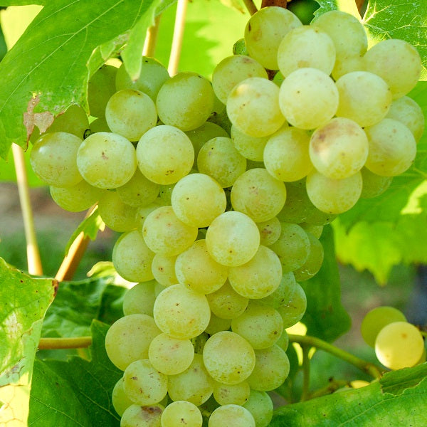 Traube gelb Alba für deinen Garten - weinliebe.de