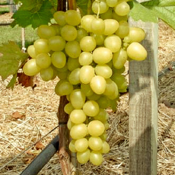 Traube gelb Arkadia für deinen Garten - weinliebe.de