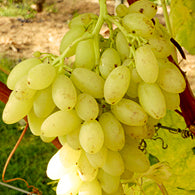 Traube gelb kernlos Centenial für deinen Garten - weinliebe.de