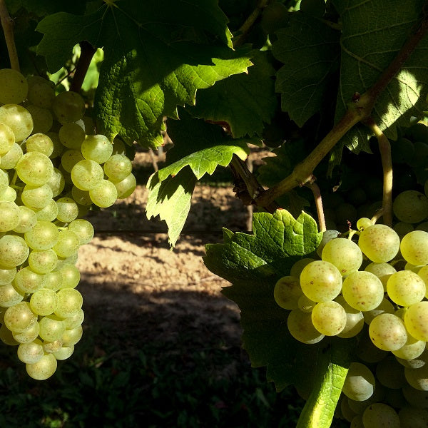 Weintraube gelb Chardonnay