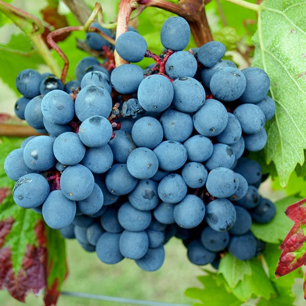 Weinrebe Dunkelfelder für deinen Garten