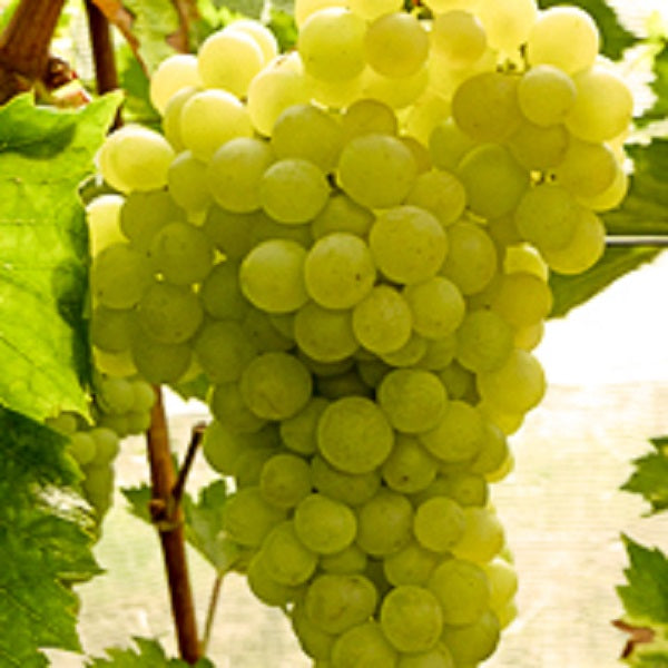 Traube gelb Evita für deinen Garten - weinliebe.de