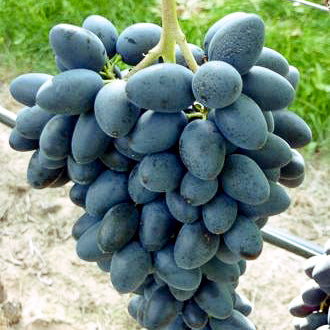 Traube Georg für deinen Garten - weinliebe.de 