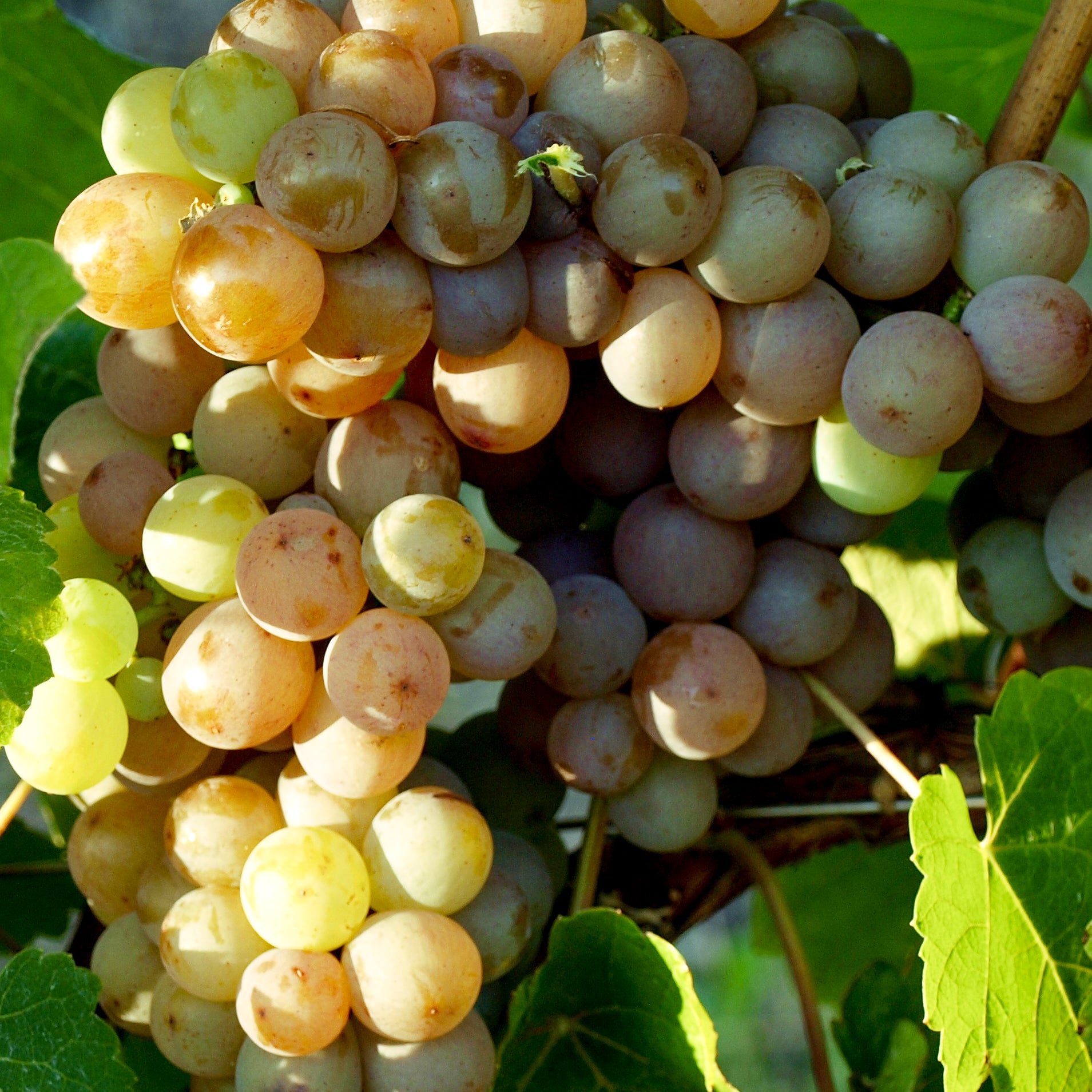 Weintraube gelb Gewürztraminer