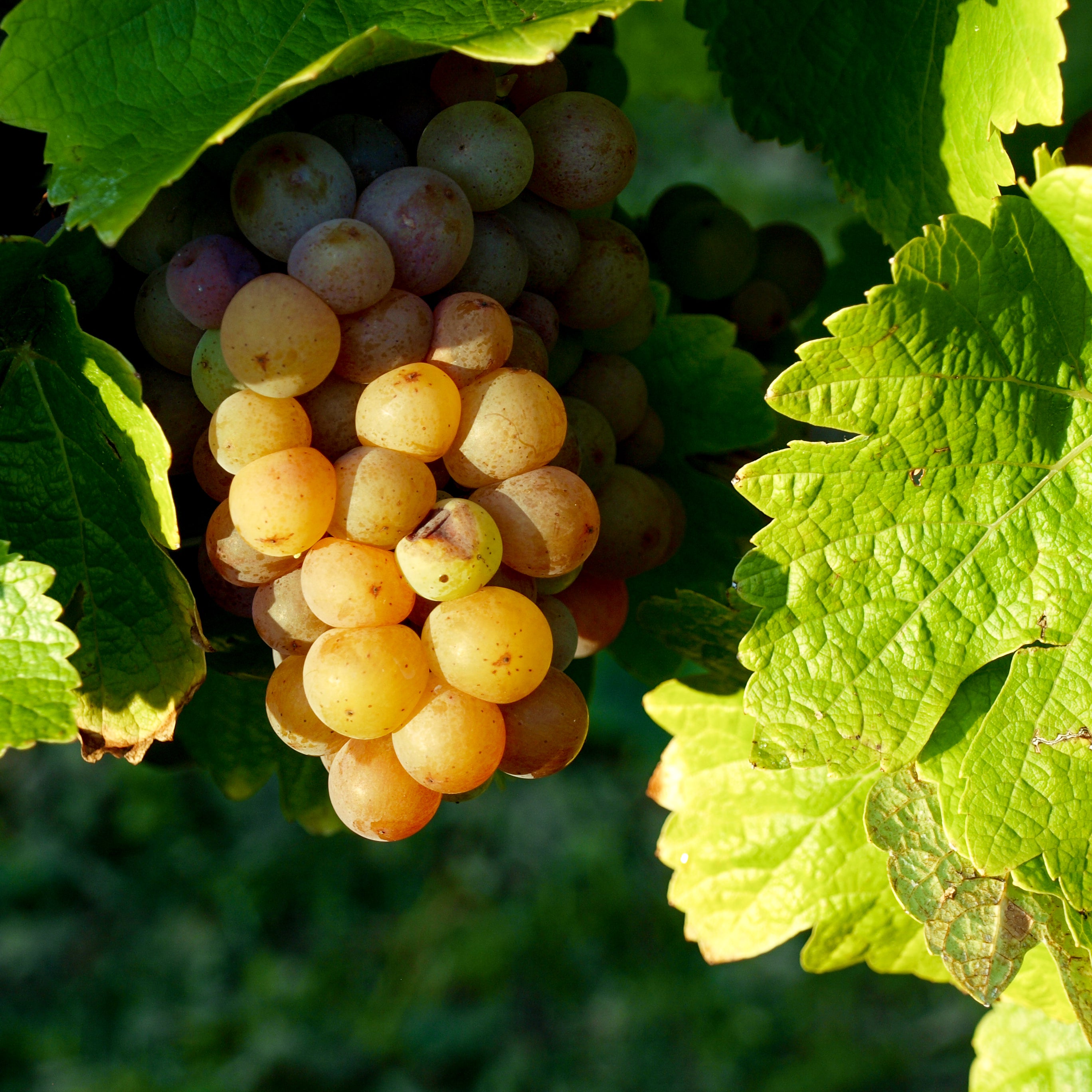 Gewuerztraminer Weintrauben fuer deinen Garten